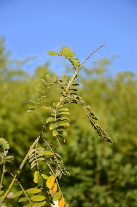 Sophora tomentosa
